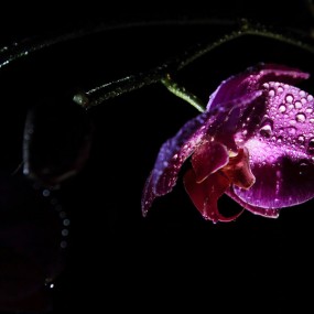 蝴蝶兰又开_航海王基德