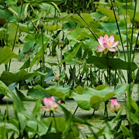 又见荷花开-今早莲湖公园掠影