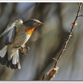 请欣赏鸟儿飞悬擒食的精彩瞬间