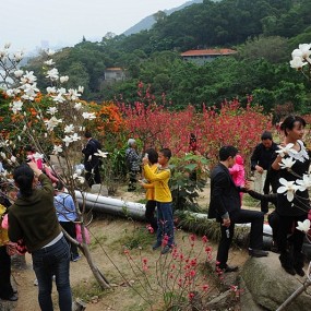 早春二月赏玉兰