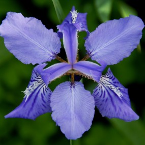 小区随拍盛开的【 鸢尾花】