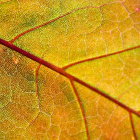 Denis Kulikov (altingfest) 精彩微距摄影作品（二）