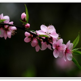 桃花争艳春意浓