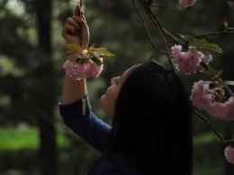 樱花飘香的日子