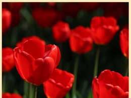 摄苑网“佳能器材试用兴庆公园外拍”活动