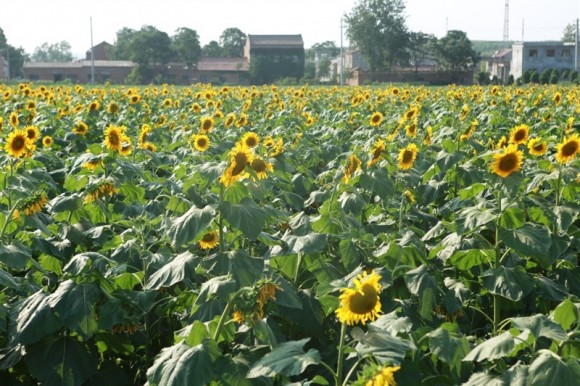 长安向日葵人像