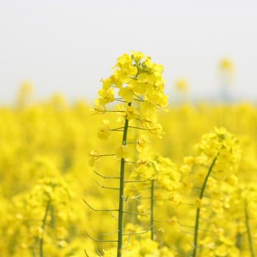 你喊OK 我们喊YO 汉中油菜花之行