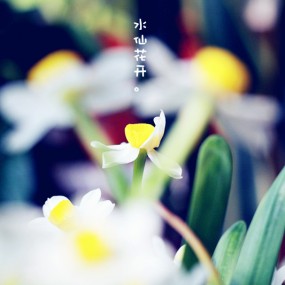 镜子乱拍&水仙花开。