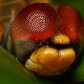 蜻蜓特写~后期有点过