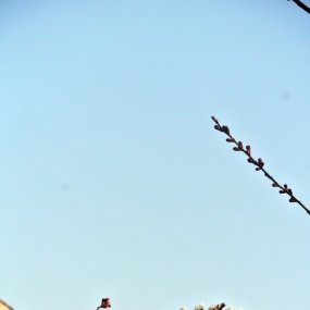 一枝红杏出墙来