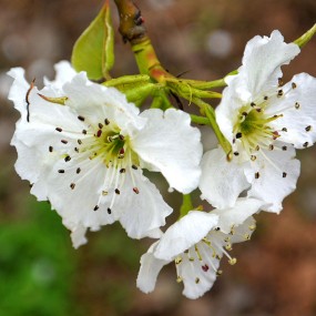 洁白梨花  千姿百态