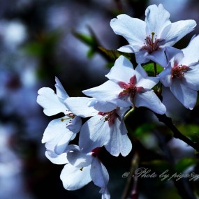 那少许盛开的花儿！