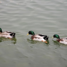 曲江水暖鸭先知