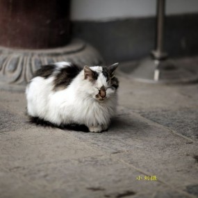 1126，爷俩初游 青龙寺