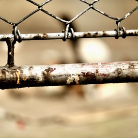 卑微的流浪猫【剧情】