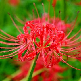 曼珠沙华——红色彼岸花