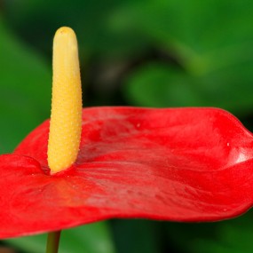 猴年春节 花市拍花