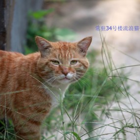 今天是买早点的路上和中午学校放学咔嚓几张