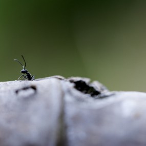 腾龙90微距试镜
