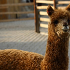 动物园-Hi！羊驼！