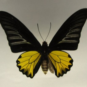 一个很出名的蝴蝶标本