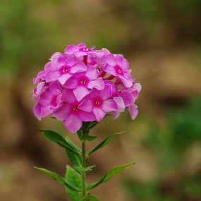 一组拍花练习片片
