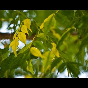 仲夏4-小试八羽怪