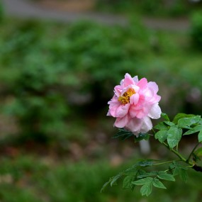 国色天香  牡丹