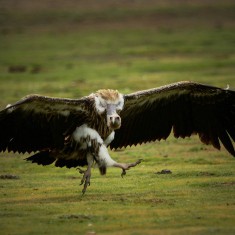 若尔盖草原所见