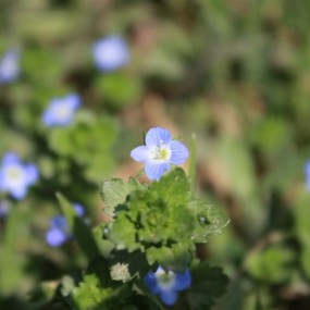 青龙寺那些花儿