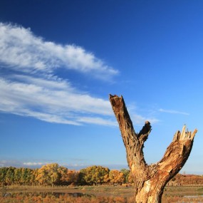 木，岁月，生命