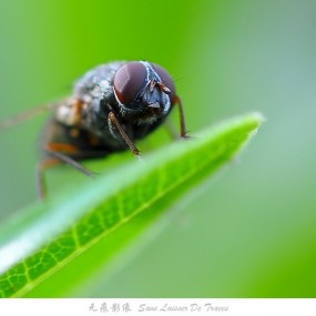 学拍的一组微距昆虫