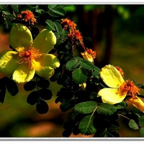 第一次发照片，请提意见。