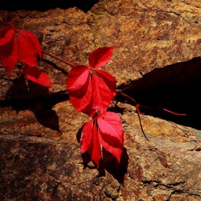 红叶