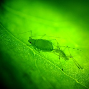 边玩边学科普微距之一---蚜虫的微观世界