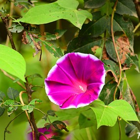 上午遛狗拍的牵牛花