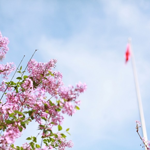 又是一年交大樱花季 忆青春