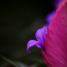 温室花卉随拍二