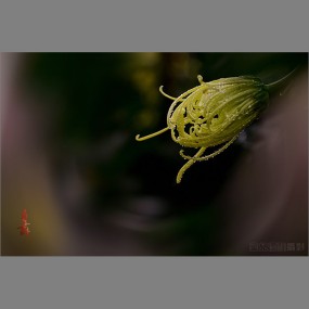 菊舞清秋 暗香盈袖