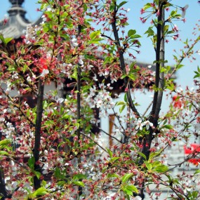 那些耀眼的花朵