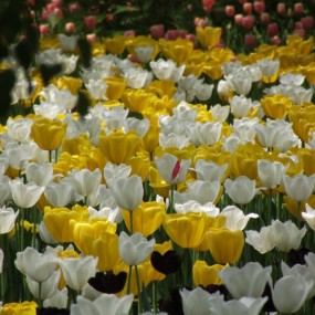 再来一组群花灿烂的