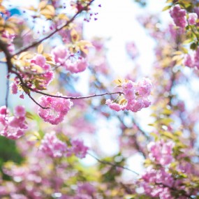 沁心的蓝，暖心的粉