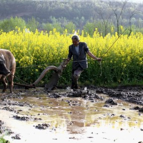汉阴行-谁知盘中餐 粒粒皆辛苦