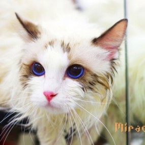 喵星人三_航海王基德