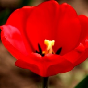 参观兴庆公园郁金香。。。。。