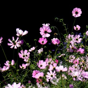 秦岭山麓的格桑花