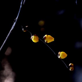 沁香--兴庆公园 腊梅盛开