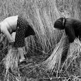 大师视觉系列 | 丰收