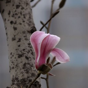 紫玉兰(花卉习拍）