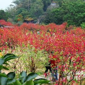 在那桃花盛开的地方